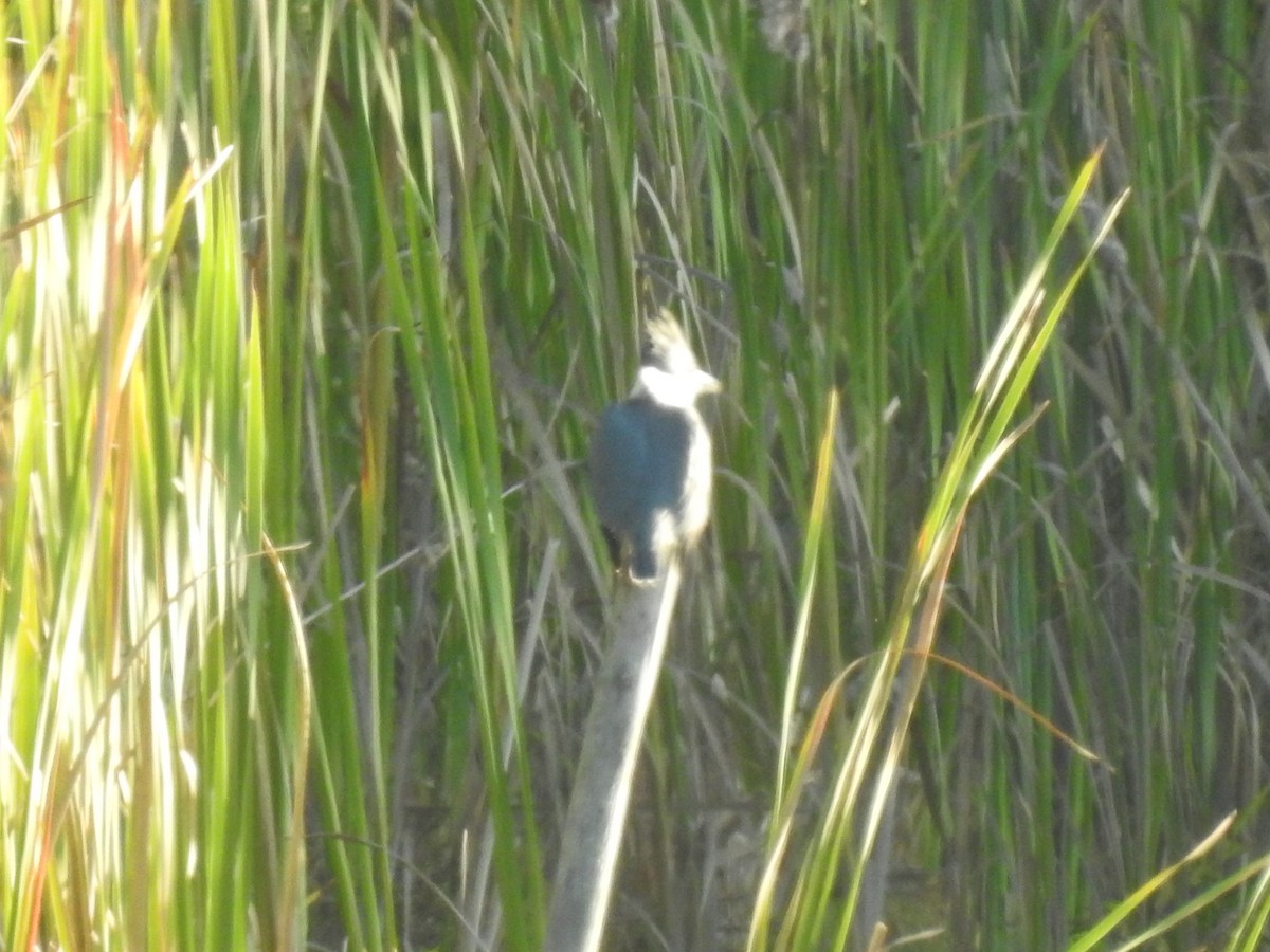 Belted Kingfisher - ML181566621
