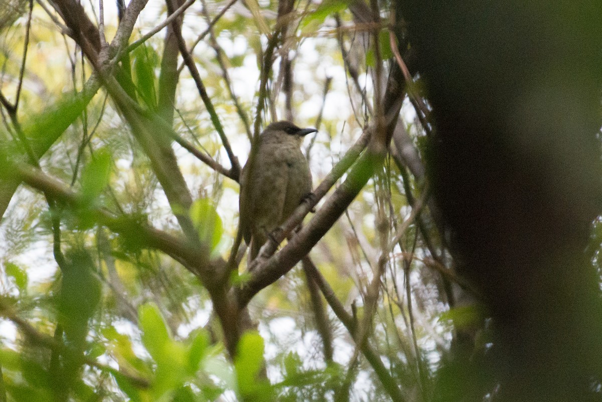 Rusty-winged Starling - ML181567771