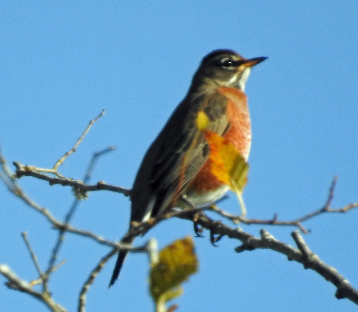 American Robin - ML181567861