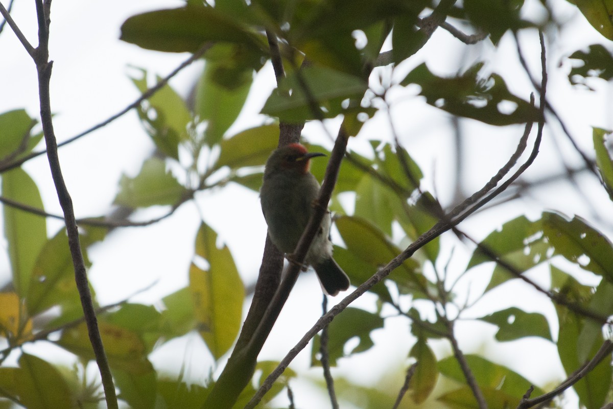 Mielero Cardenal - ML181568451