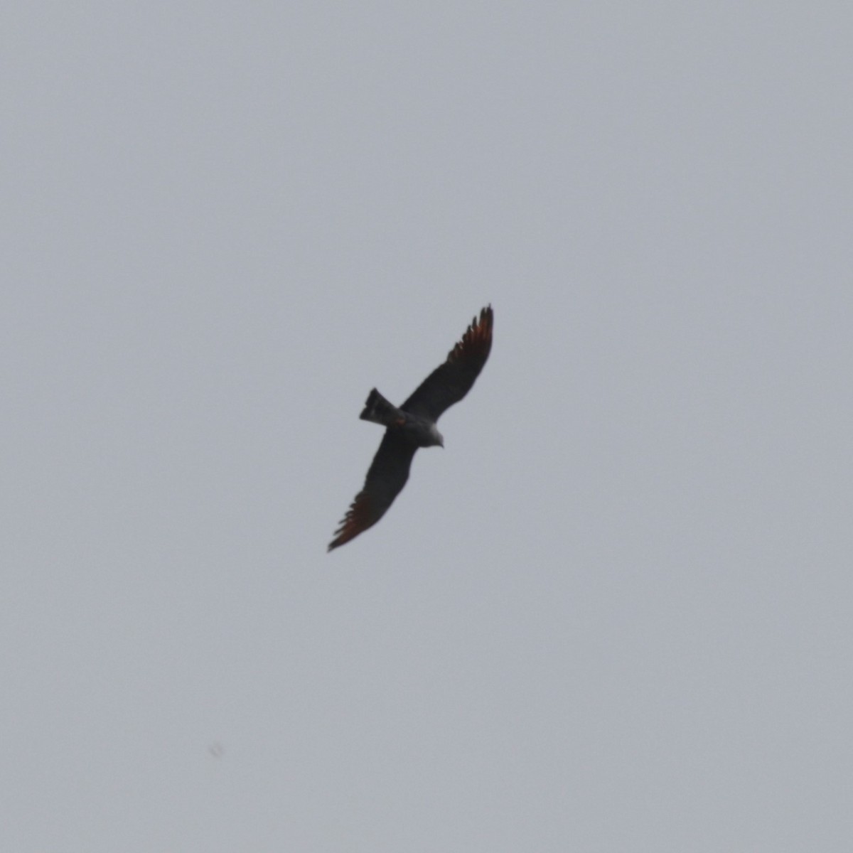 Plumbeous Kite - ML181568741