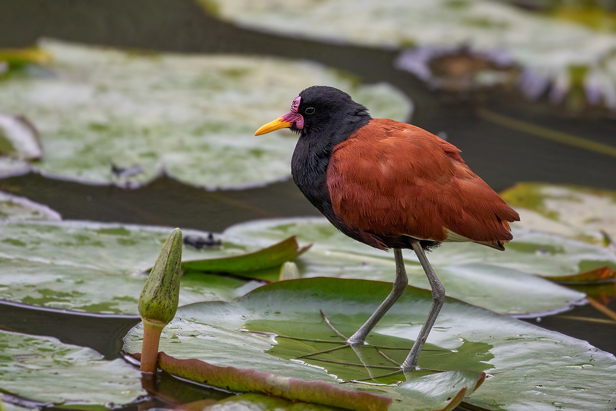Wattled Jacana - Alexandre Gualhanone