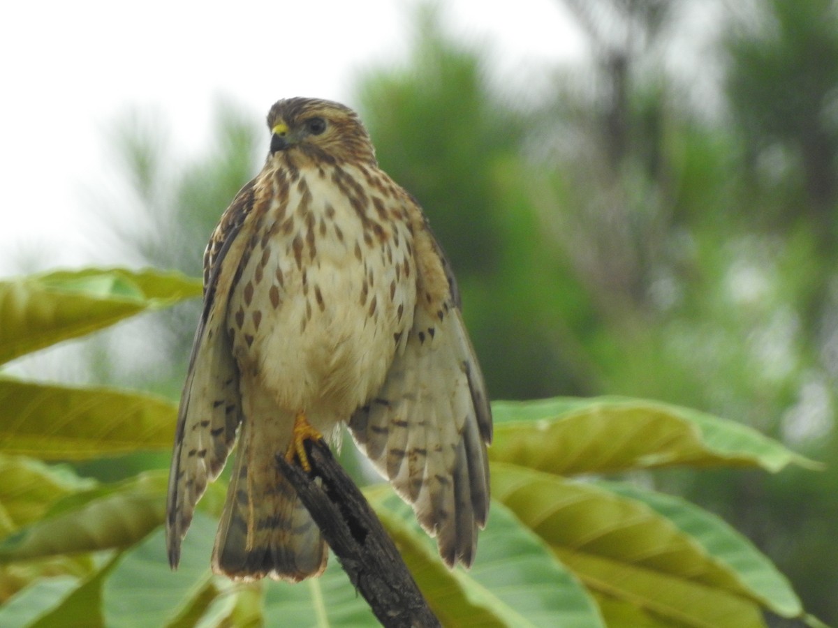 Broad-winged Hawk - ML181569491