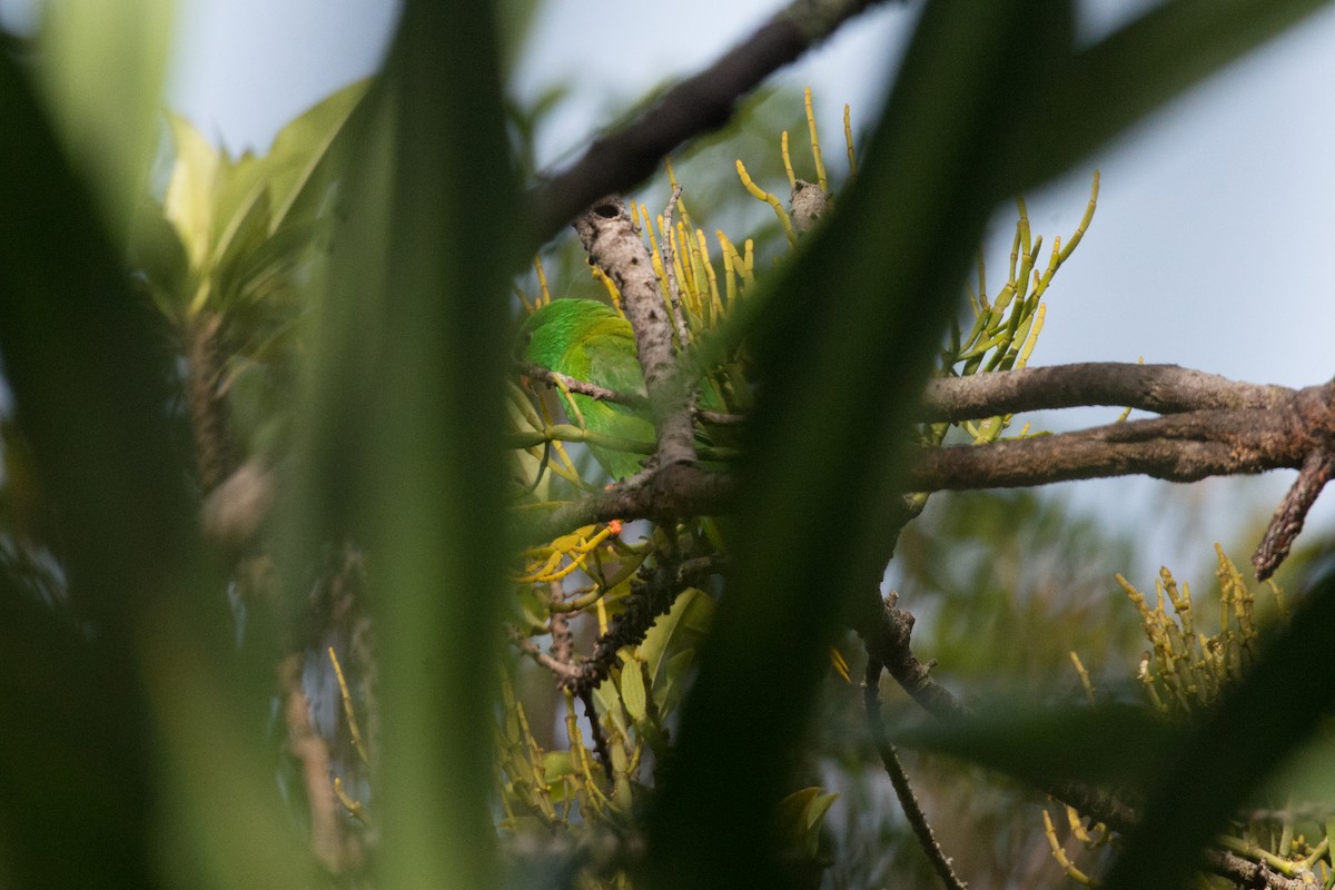 Palm Lorikeet - ML181569501