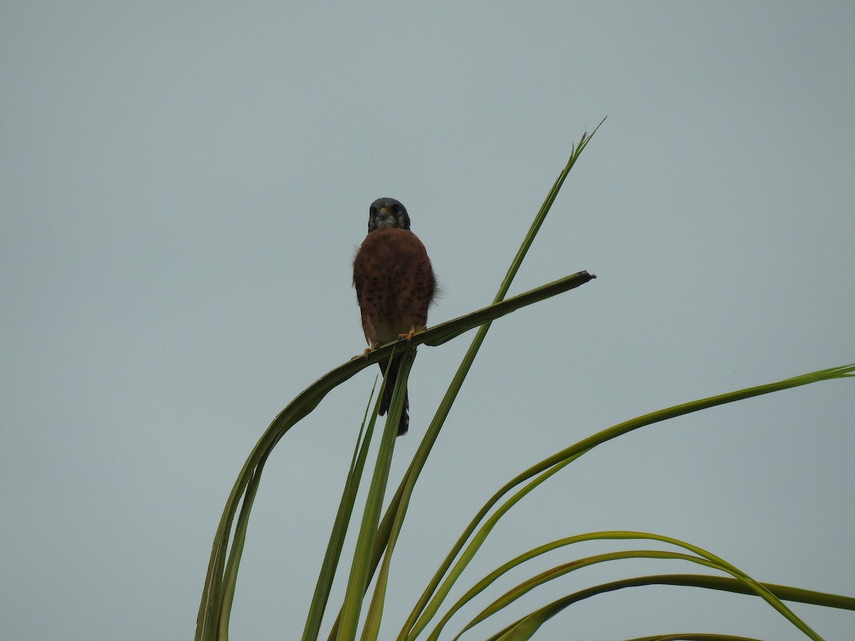 American Kestrel (Cuban) - ML181569541