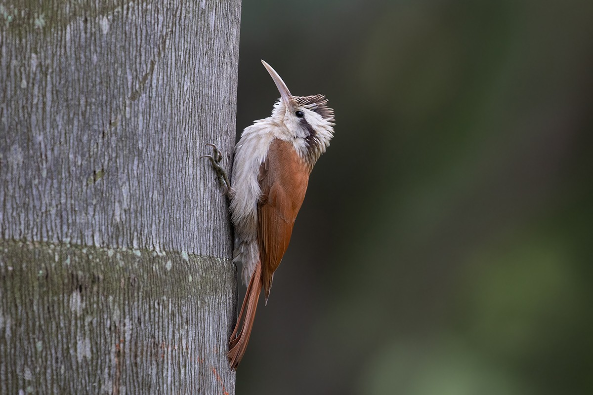 Narrow-billed Woodcreeper - Alexandre Gualhanone
