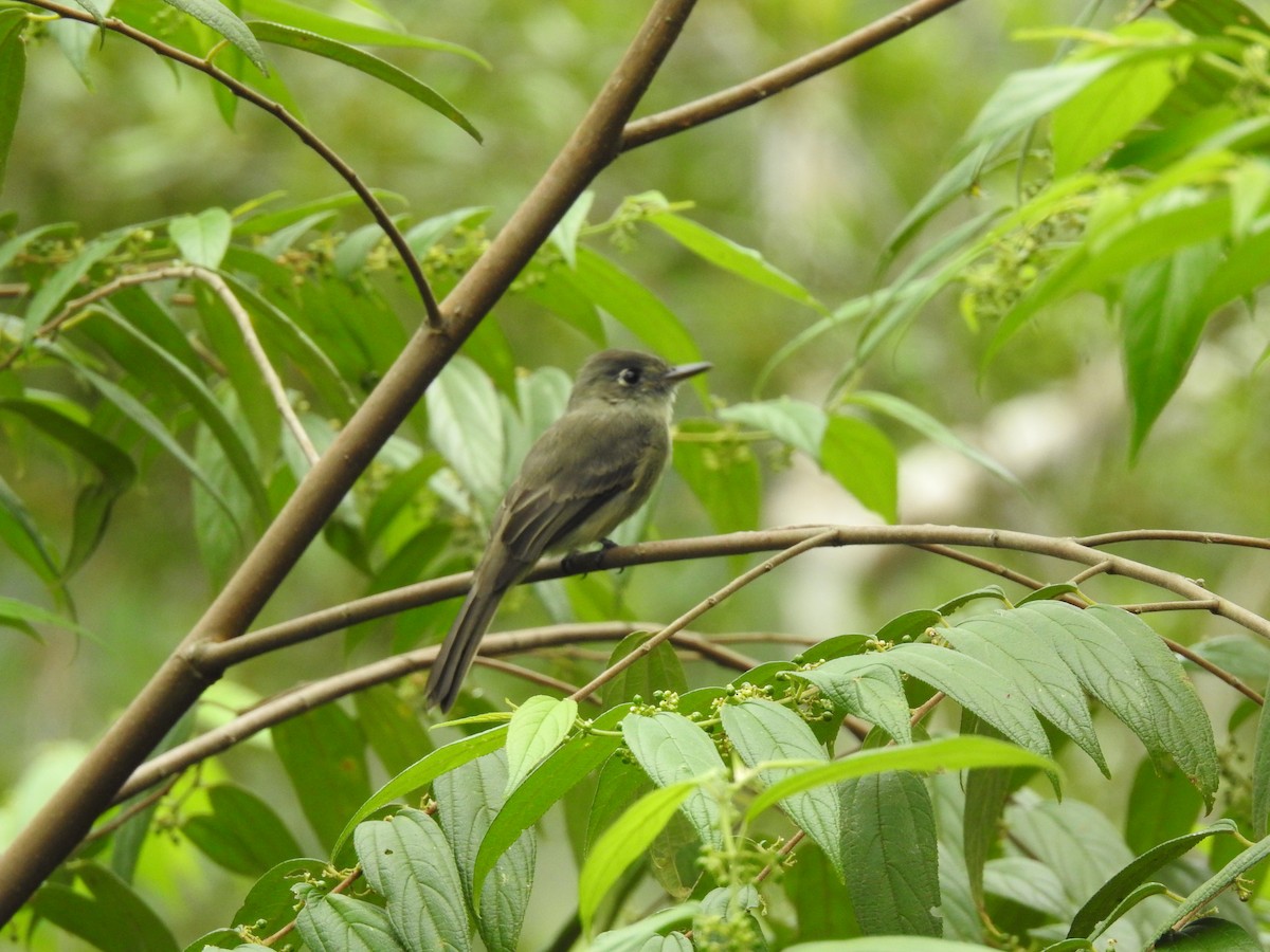 Cuban Pewee - ML181569601