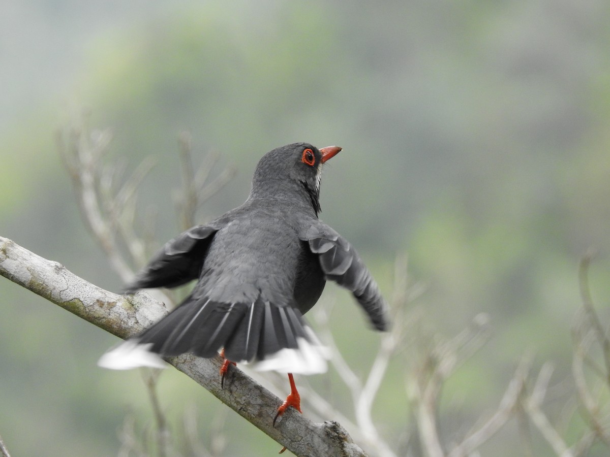 Red-legged Thrush - ML181569641