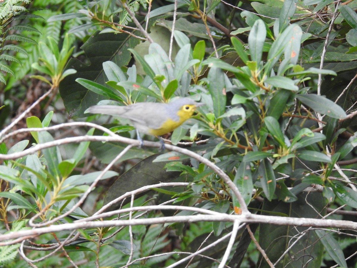 Oriente Warbler - ML181569751