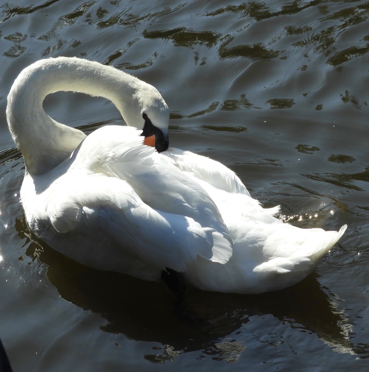 Cigno reale - ML181569871