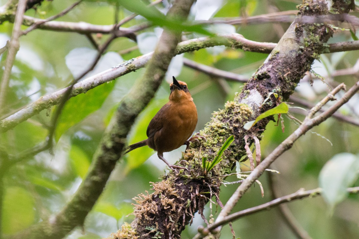 Yerbera de Melanesia (whitneyi) - ML181570551