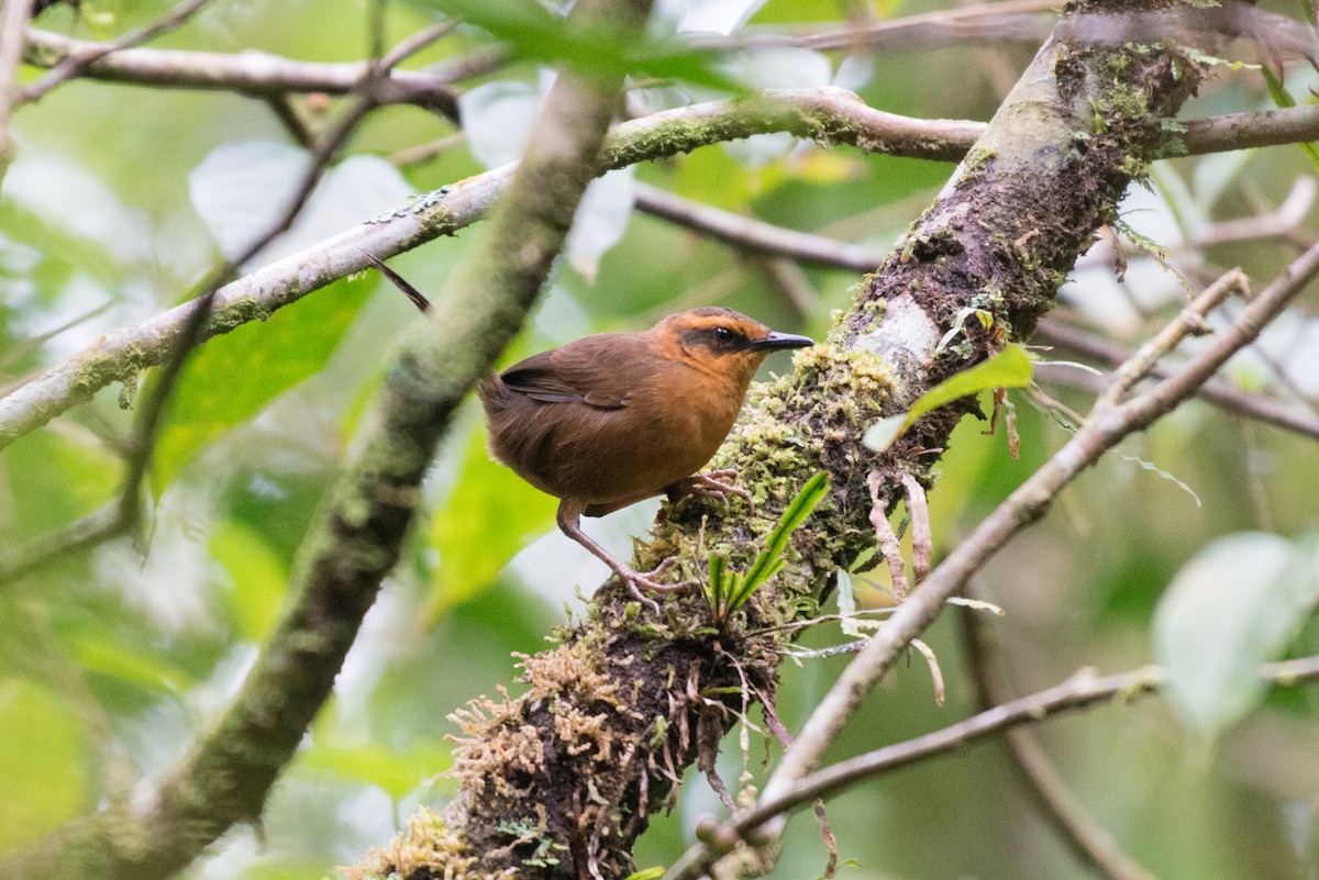 Yerbera de Melanesia (whitneyi) - ML181570591