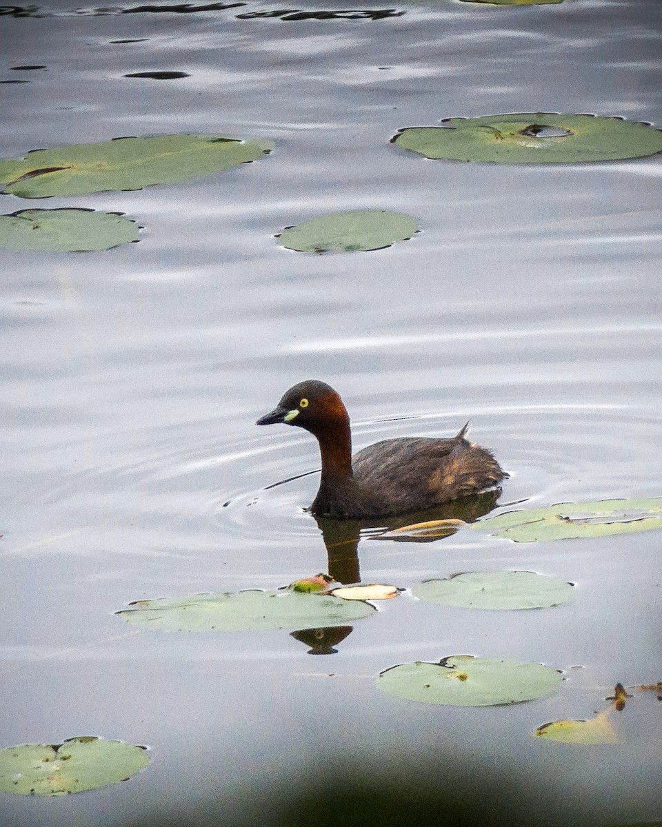 Little Grebe - ML181570941