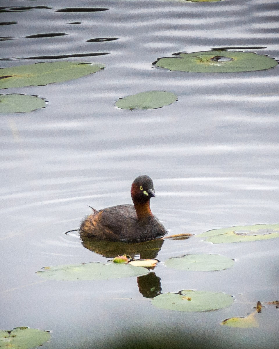 Little Grebe - ML181570961