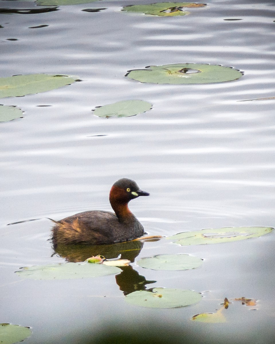 Little Grebe - ML181571001