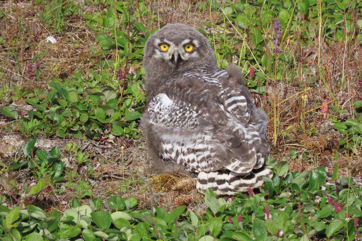 Snowy Owl - ML181572351