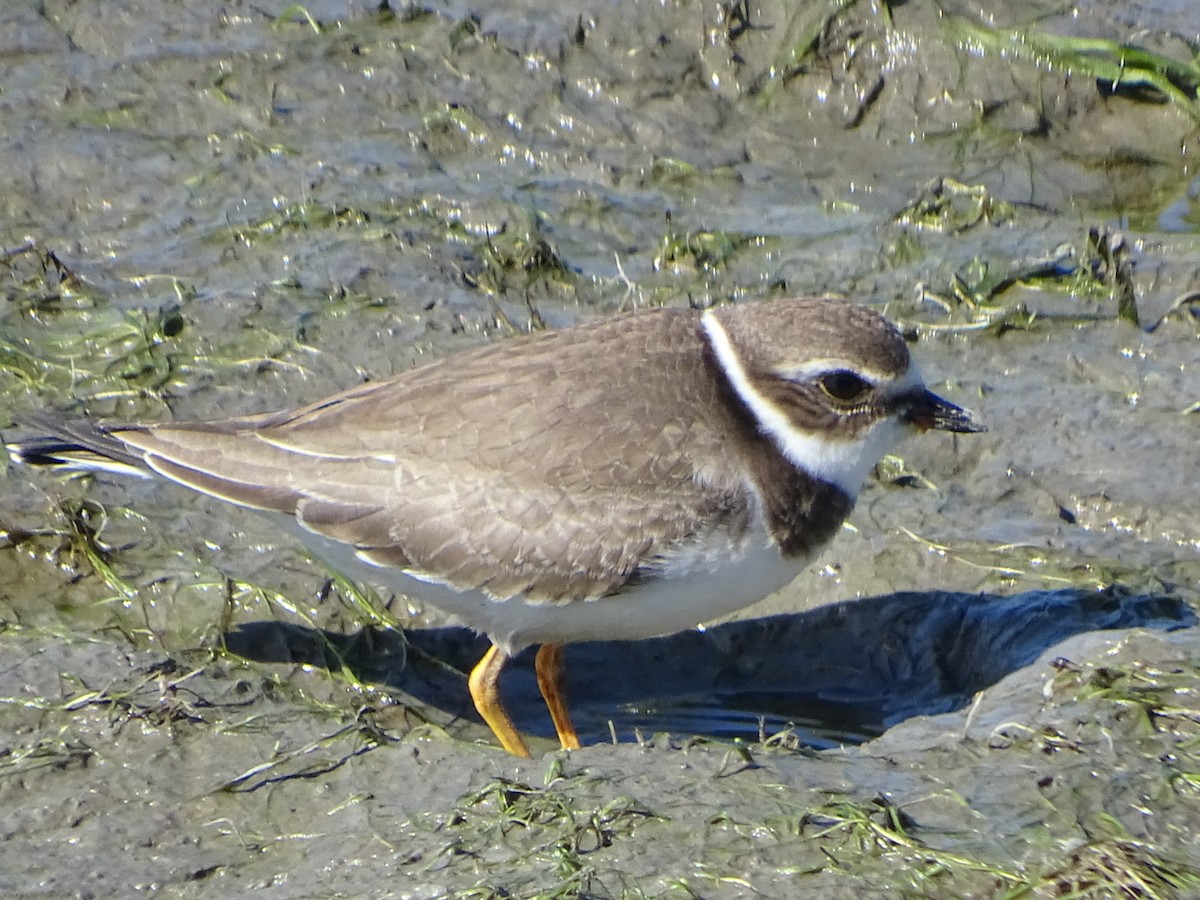 Semipalmated Plover - Annie Downing