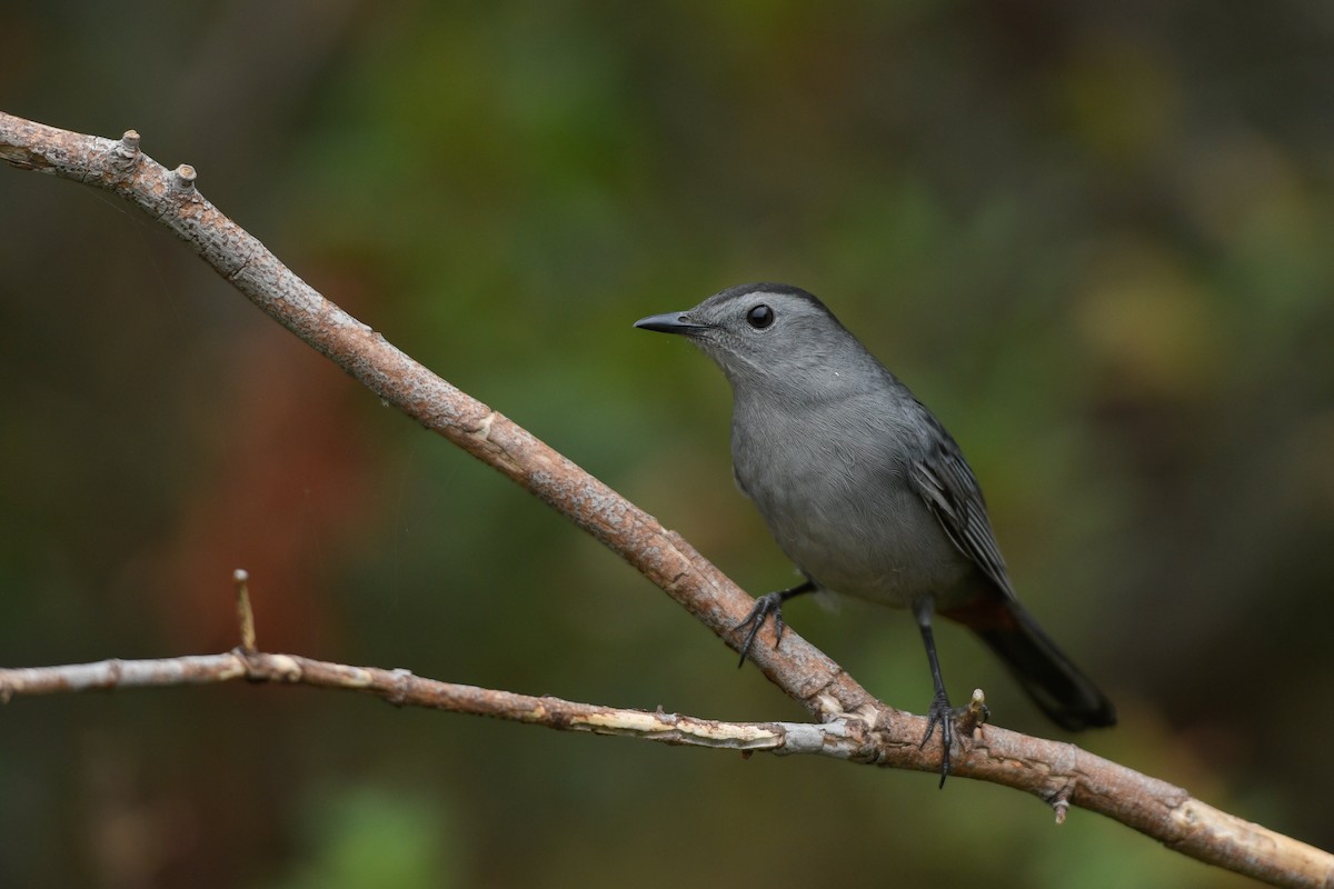 Gray Catbird - Jonathan Irons