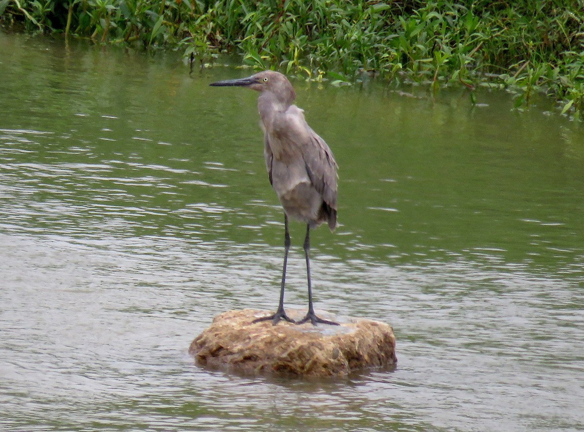 Reddish Egret - Albert Ribes