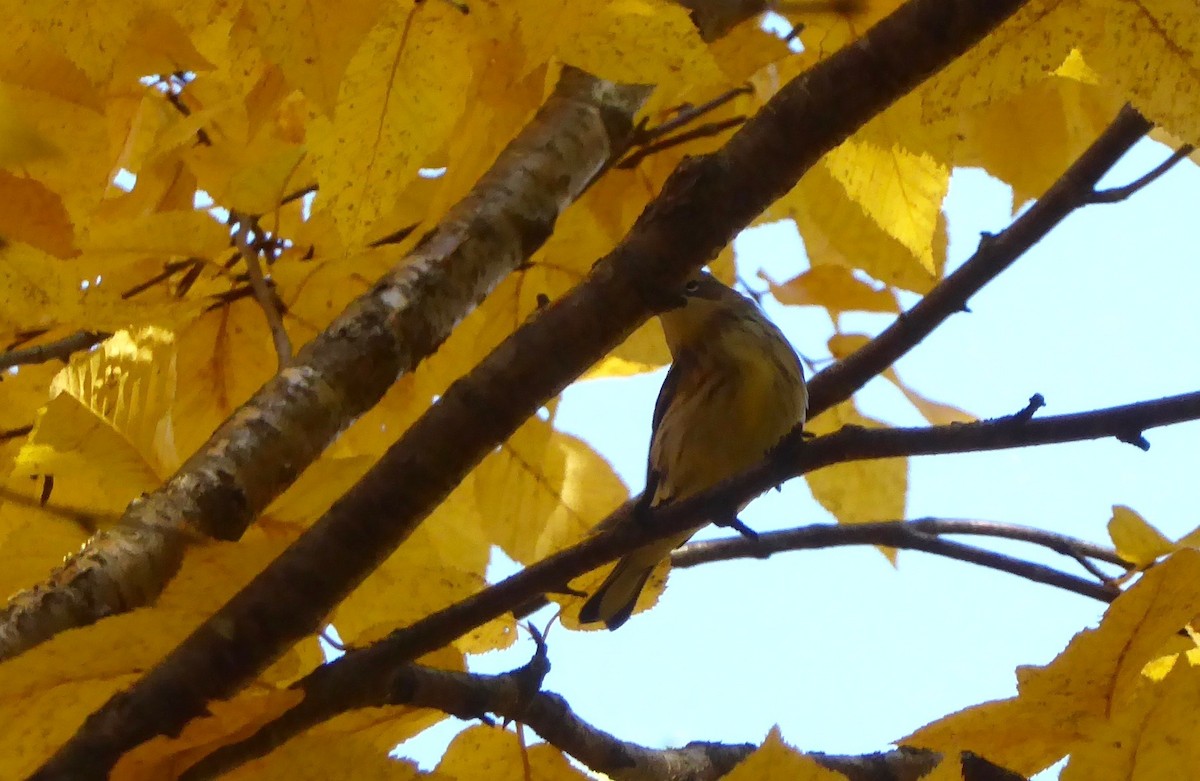 Yellow-rumped Warbler - Janet Spiers