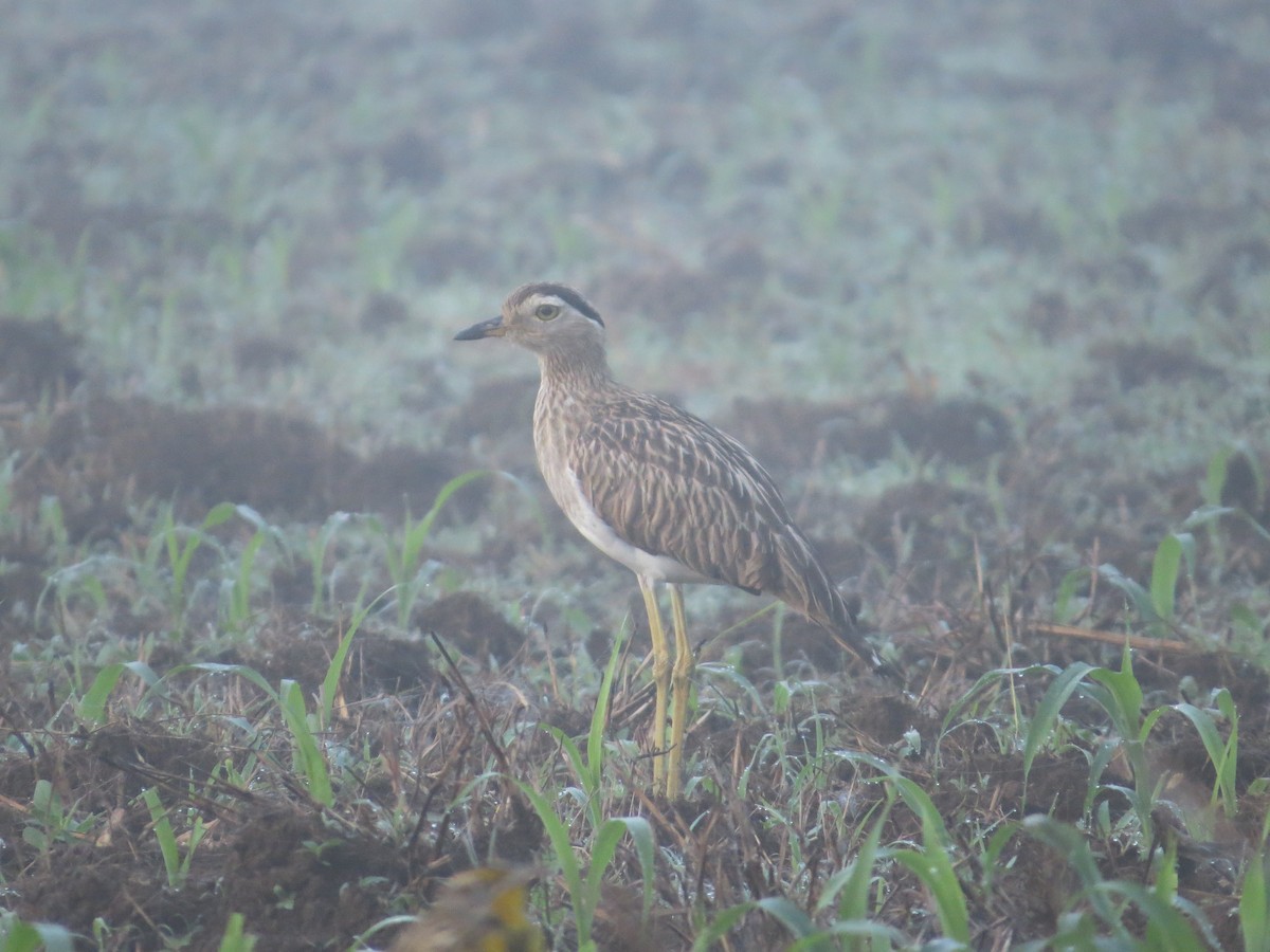 Double-striped Thick-knee - ML181579921