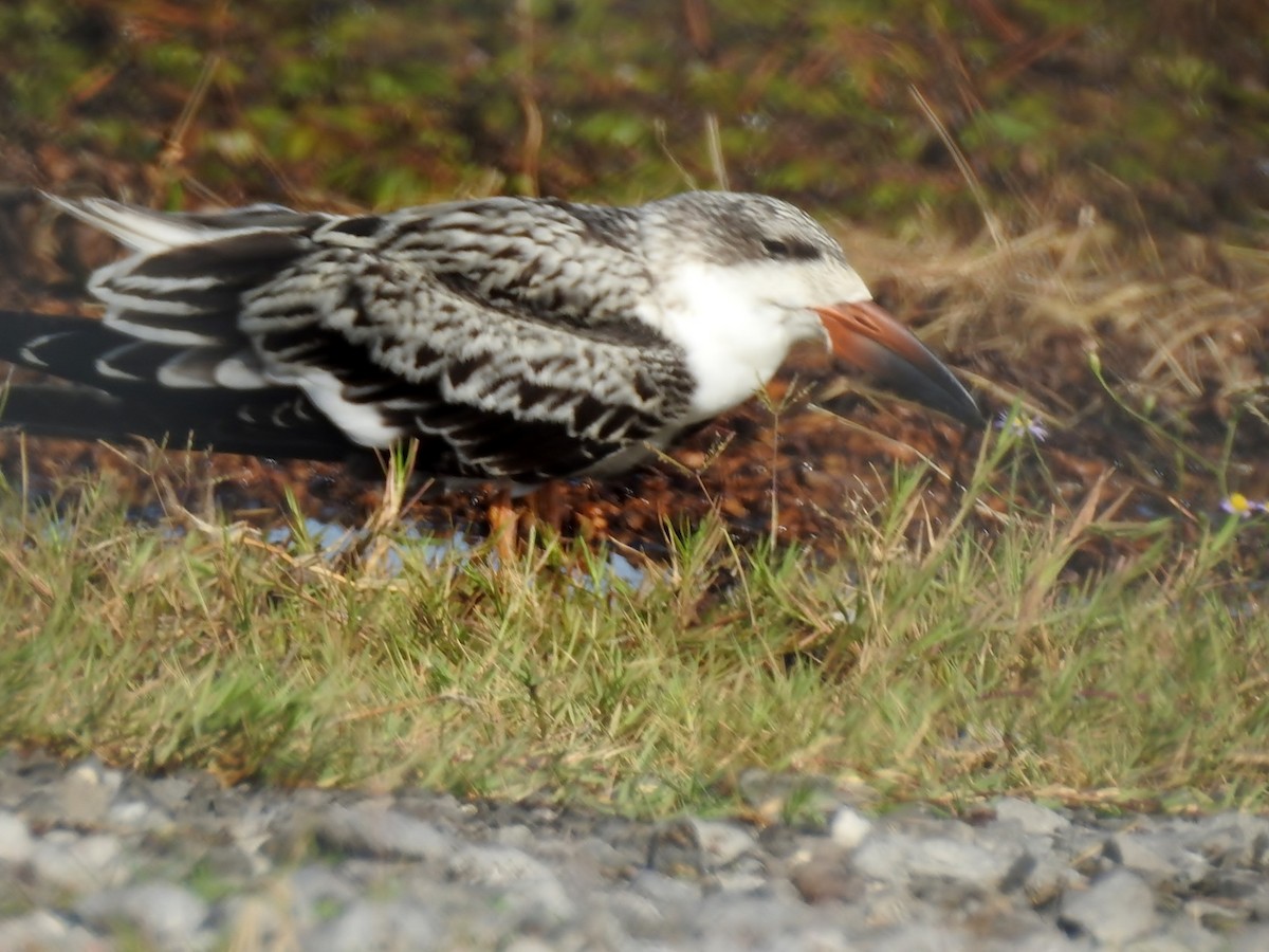 Black Skimmer - ML181581671