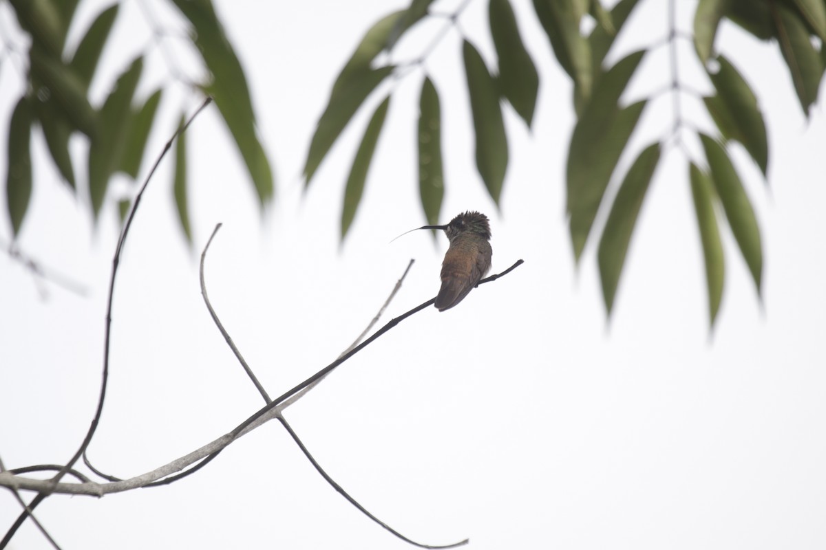 kolibřík zelenoocasý - ML181583051