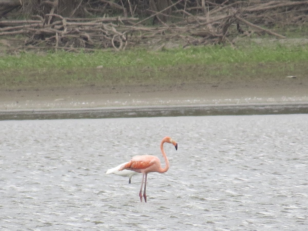 Amerika Flamingosu - ML181583551