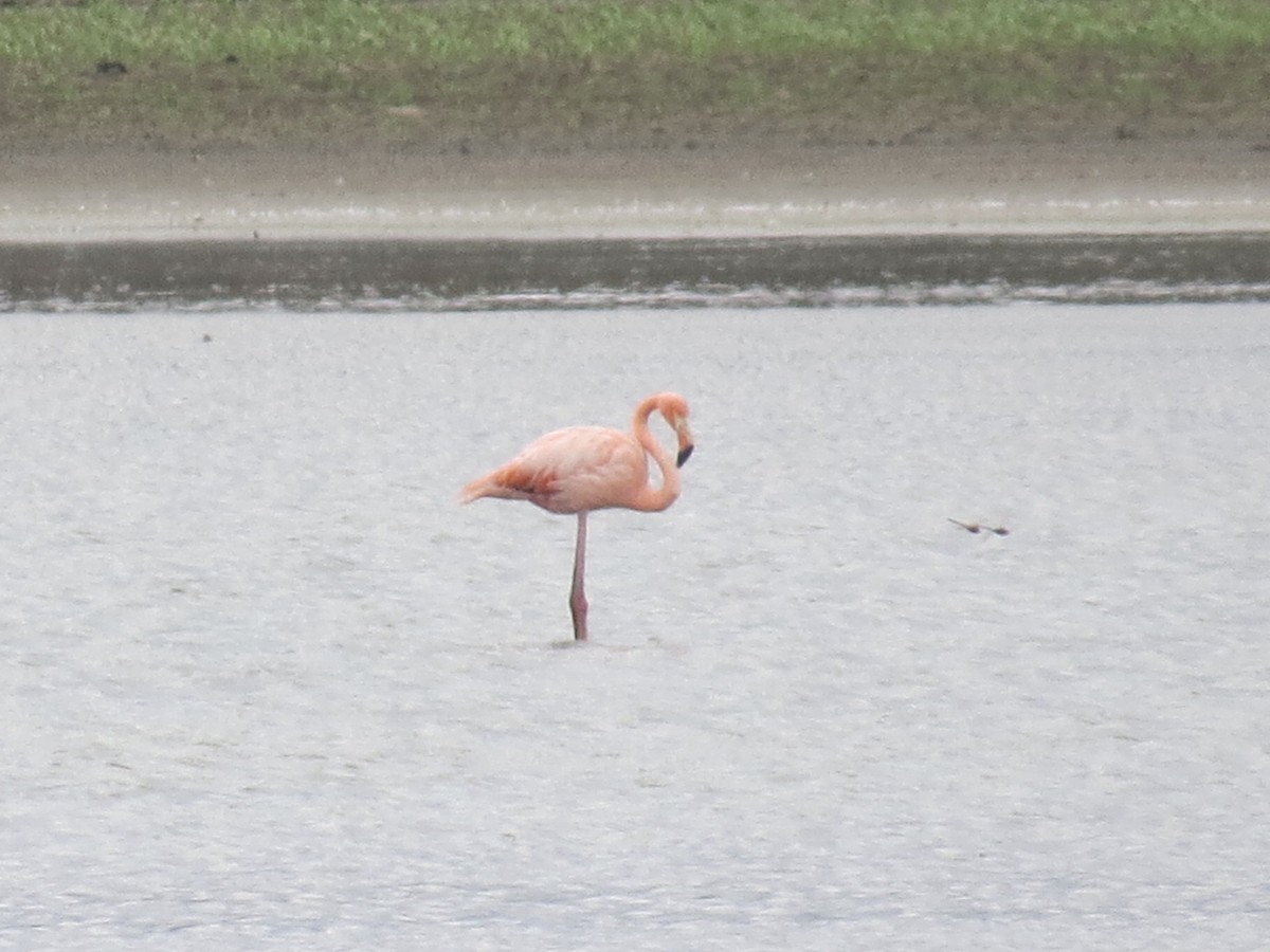 Amerika Flamingosu - ML181583561