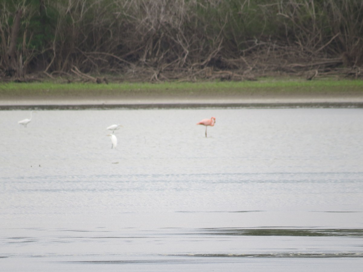 Amerika Flamingosu - ML181583571