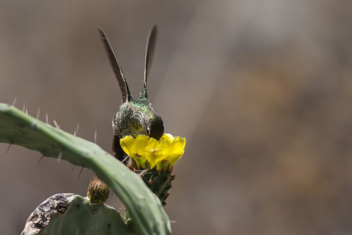 Colibrí Colibronce - ML181583641