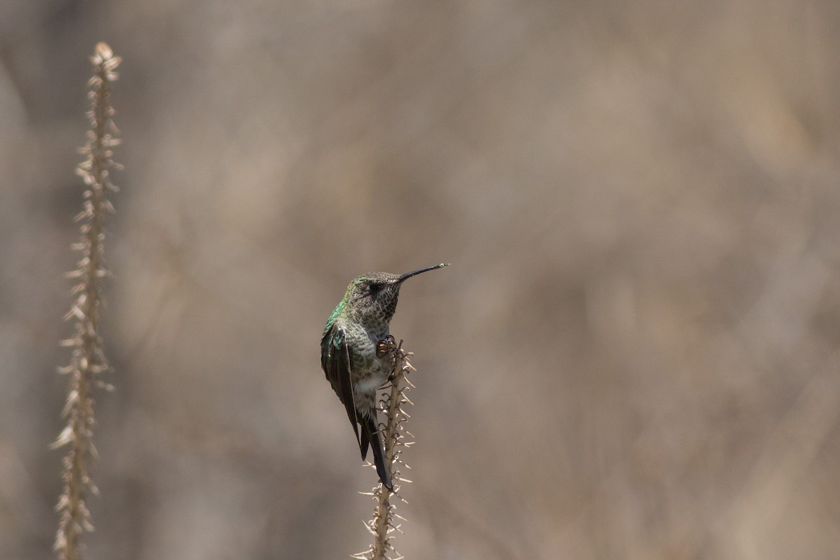 Colibri de Bourcier - ML181583651