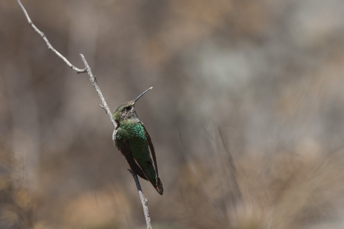 Colibrí Colibronce - ML181583661