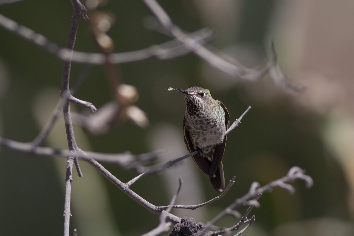 Colibri de Bourcier - ML181583671