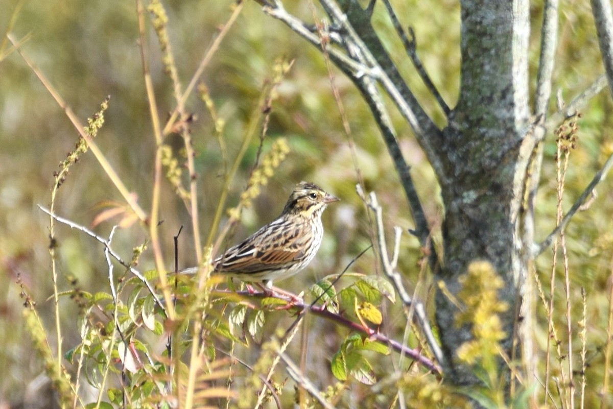 Savannah Sparrow - ML181583841