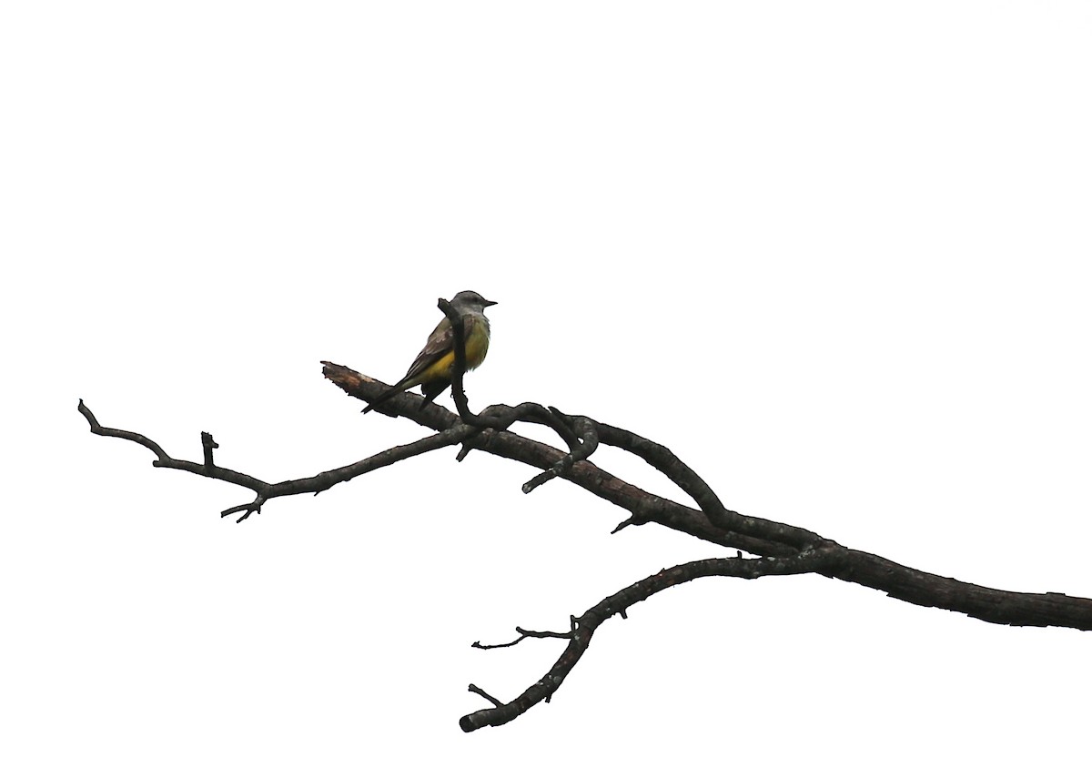 Western Kingbird - ML181585071