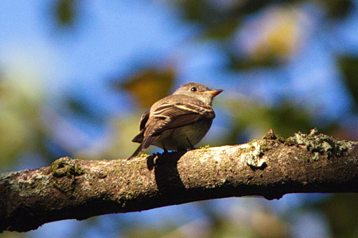 Eastern Wood-Pewee - ML181585431