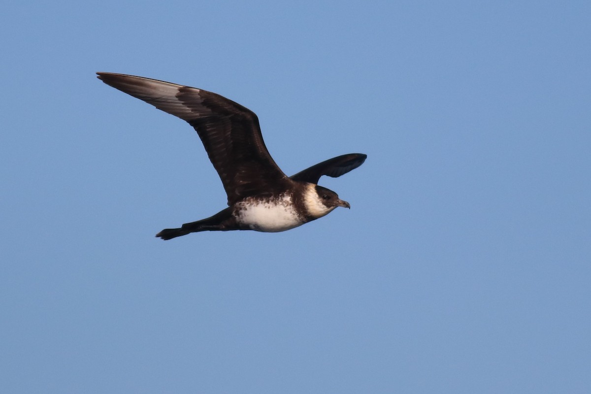 Pomarine Jaeger - ML181585911