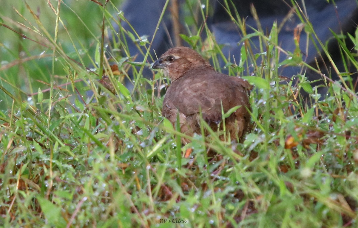 Rock Bush-Quail - Bhaarat Vyas