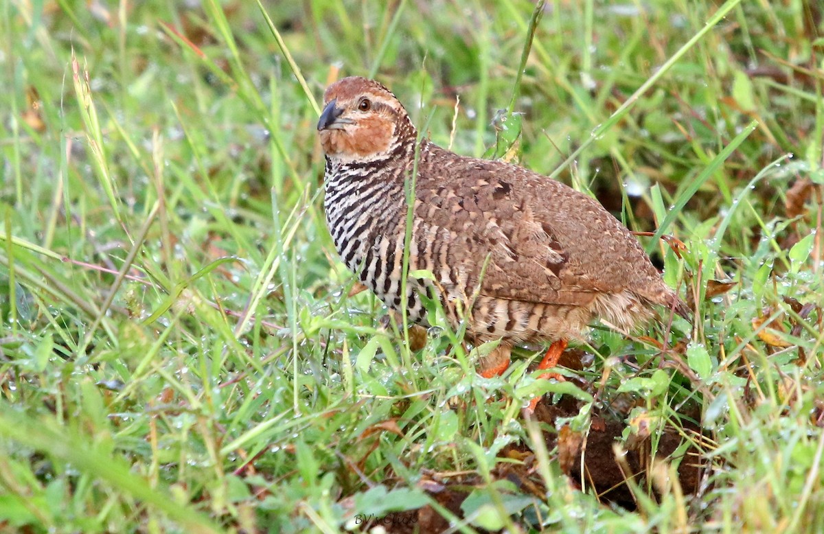 Rock Bush-Quail - ML181590711