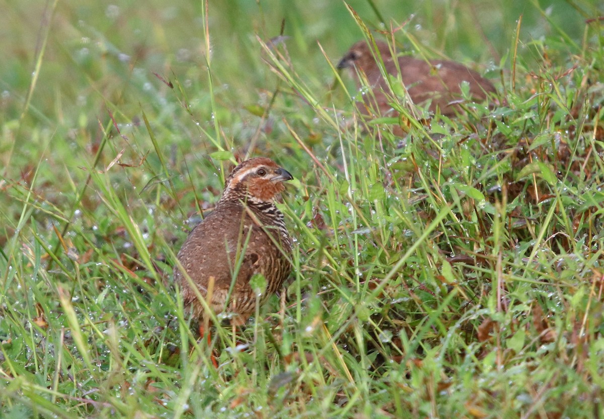 Rock Bush-Quail - Bhaarat Vyas