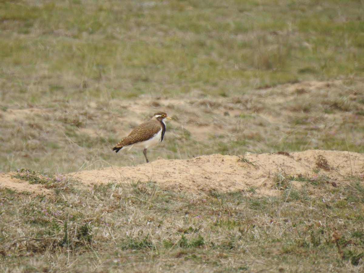 Banded Lapwing - ML181590831
