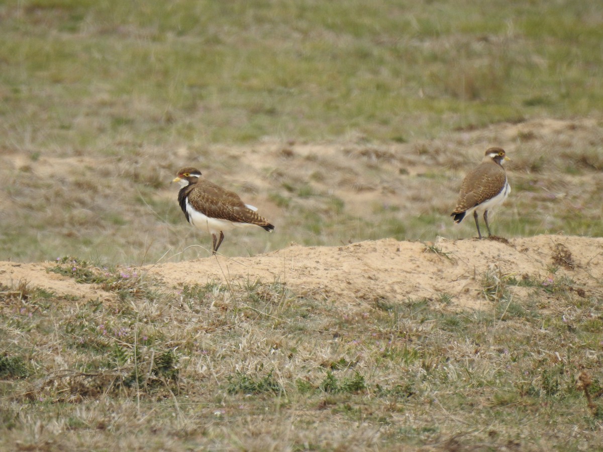 Banded Lapwing - ML181590841