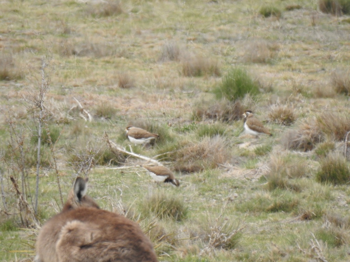 Banded Lapwing - ML181590851