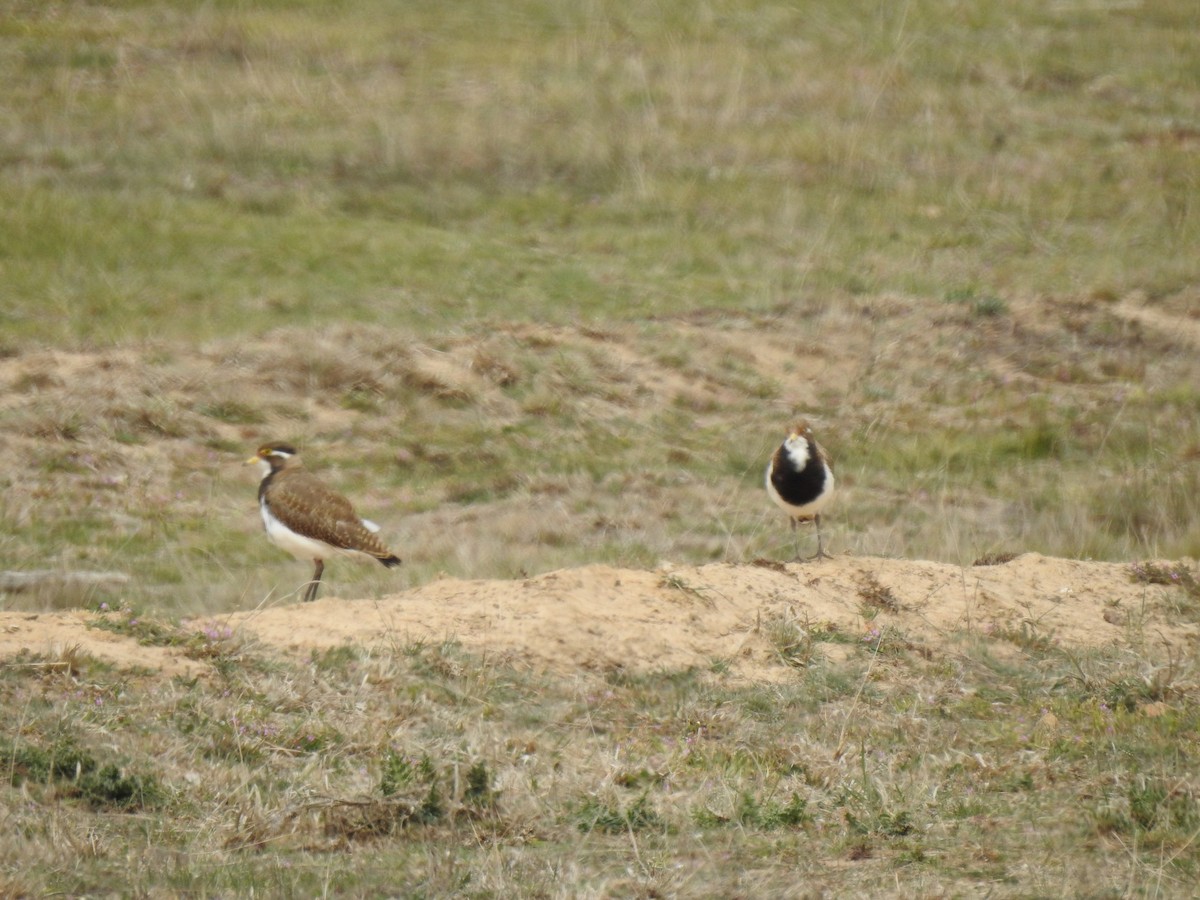 Banded Lapwing - ML181590861