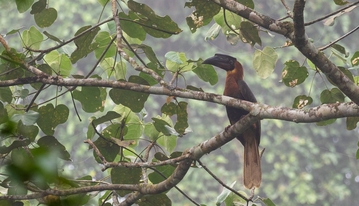 Rufous Hornbill - Forest Botial-Jarvis