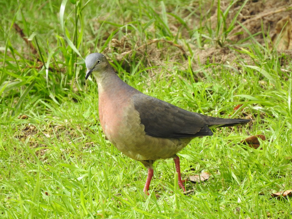 Tolima Dove - ML181592371