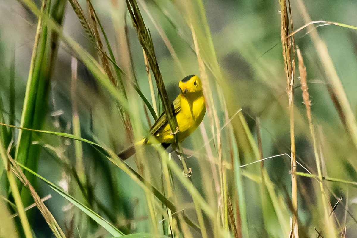 Wilson's Warbler - ML181594231