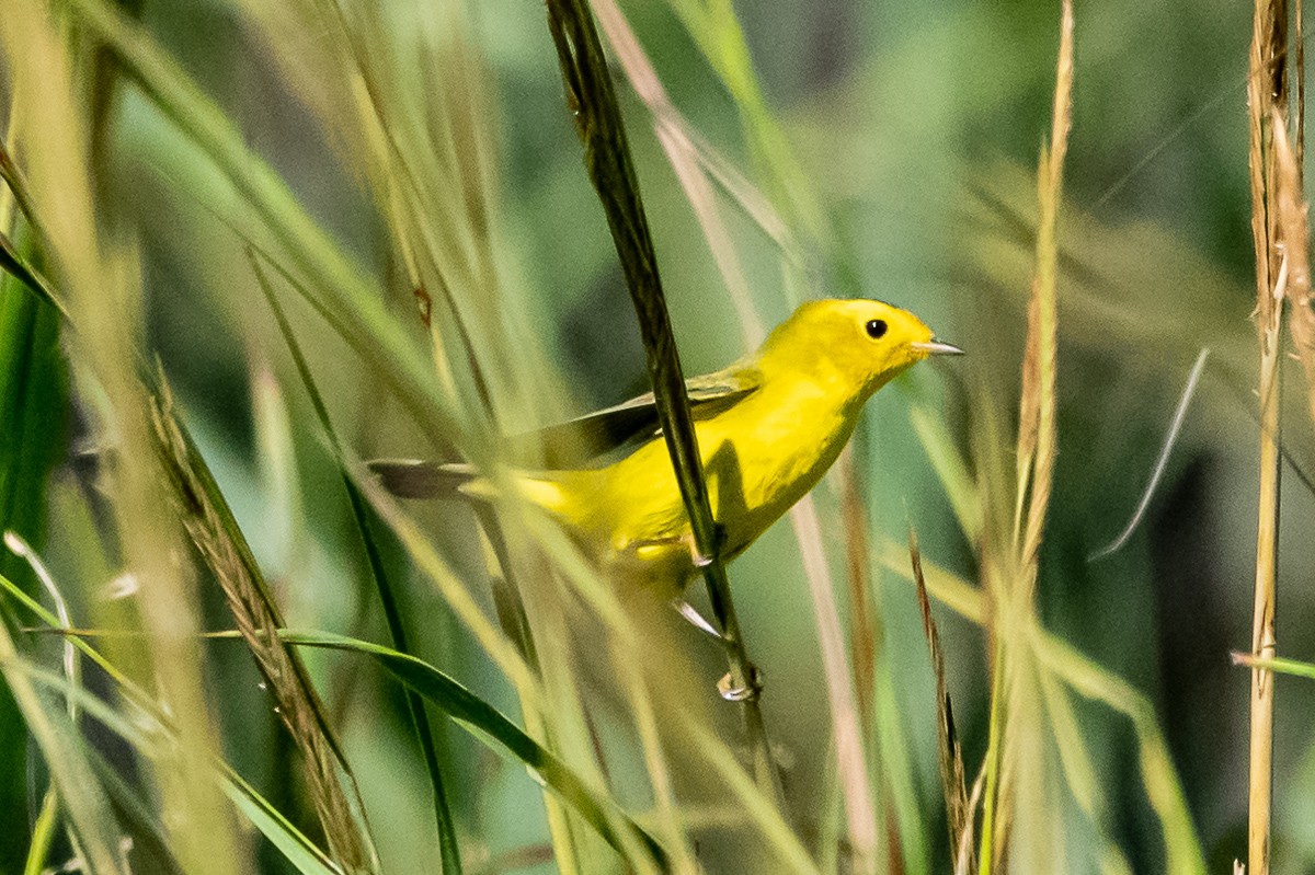 Wilson's Warbler - ML181594241