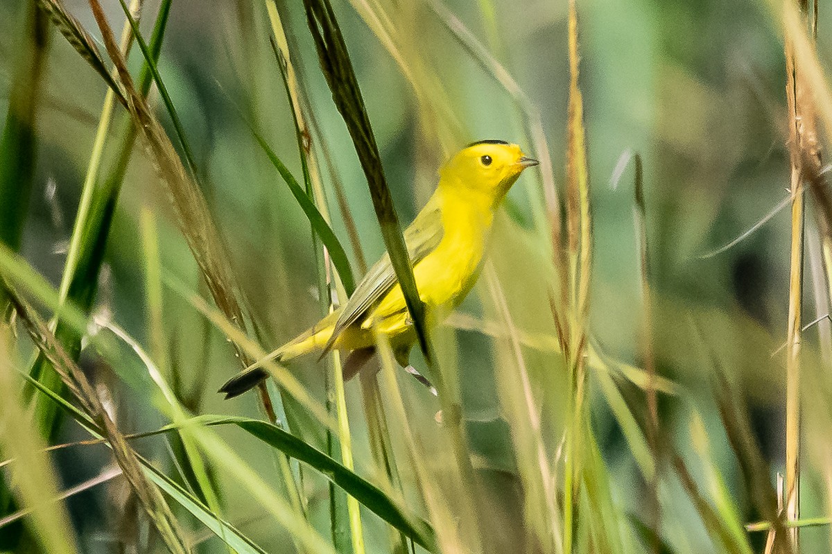 Wilson's Warbler - ML181594281